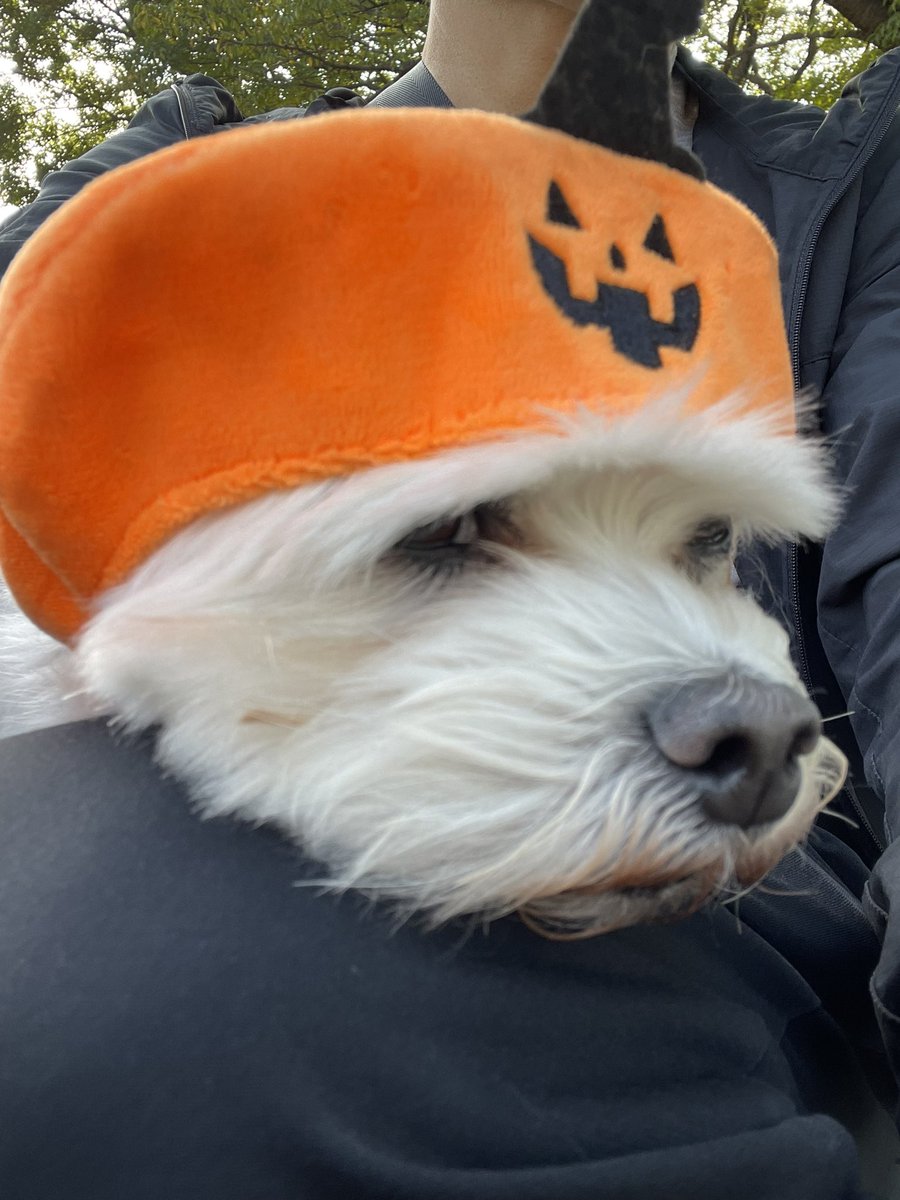 maruten2013's tweet photo. 地元のハロウィン🎃
やらされ感がハンパない男、、、
#ハロウィン　#ワンコ　#マルチーズ https://t.co/cL3wIVMNvN