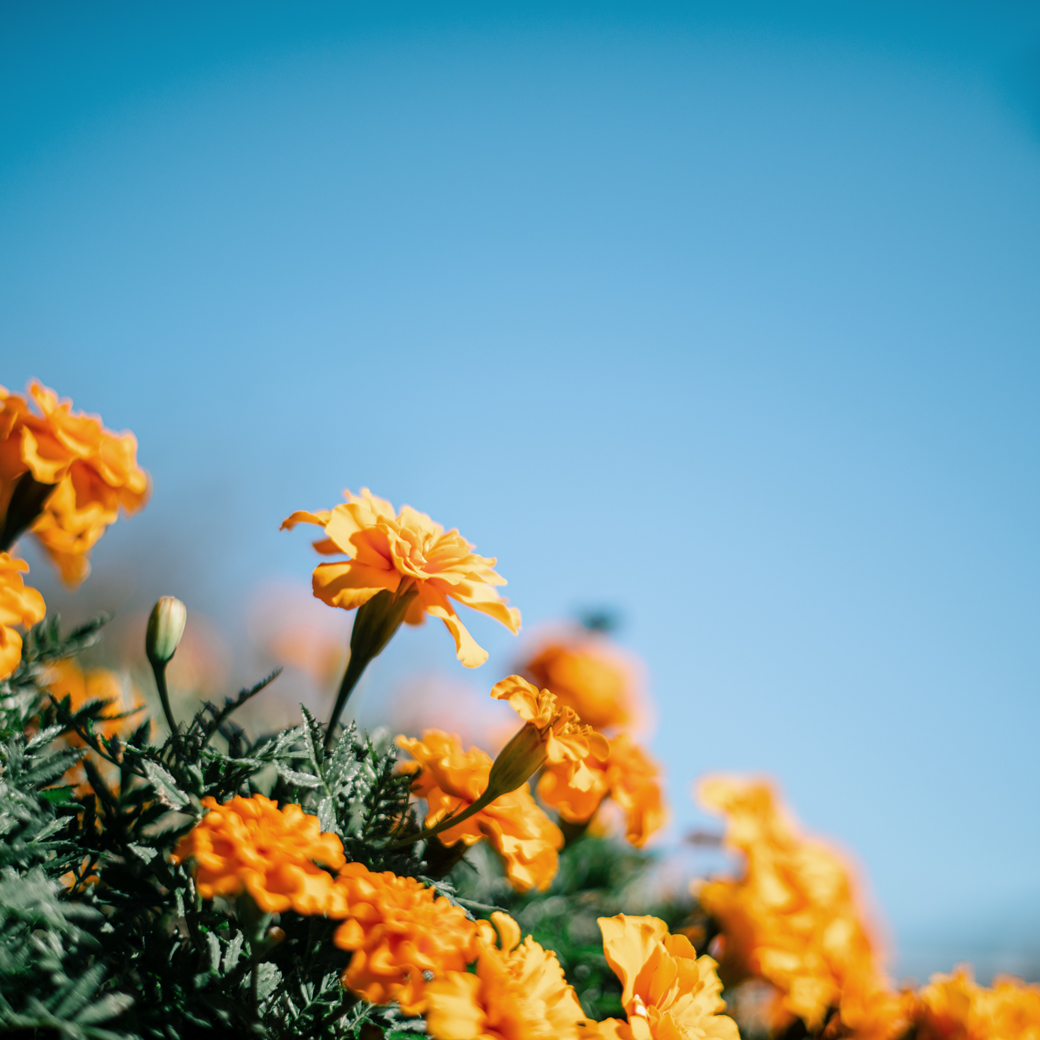 maeda_s's tweet photo. 麦わらの〜
#マリーゴールド #marigold https://t.co/L038J949Pg