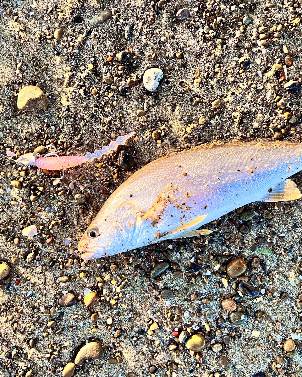 OasisCoco's tweet photo. XESTA遠州フィールドモニターのTatsuです🎣
今日は久しぶりにホームサーフへ
荒れ気味のサーフで小ニベが高活性でした。
ランウェイSRF10.1L- F
ビロードスター4.5inch
タッチダウン10g
アフターバーナー30g
@XESTA_Tweet 
#xesta
#ランウェイ
#SRF10.1L- F
#遠州サーフ
#フラットフィッシング

#PR https://t.co/9zIYCd6Ppc