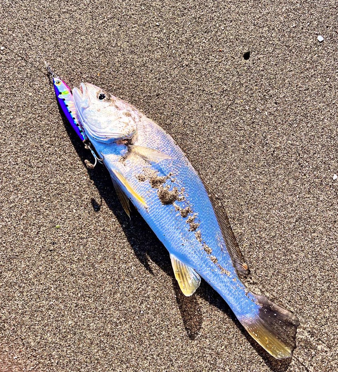 OasisCoco's tweet photo. XESTA遠州フィールドモニターのTatsuです🎣
今日は久しぶりにホームサーフへ
荒れ気味のサーフで小ニベが高活性でした。
ランウェイSRF10.1L- F
ビロードスター4.5inch
タッチダウン10g
アフターバーナー30g
@XESTA_Tweet 
#xesta
#ランウェイ
#SRF10.1L- F
#遠州サーフ
#フラットフィッシング

#PR https://t.co/9zIYCd6Ppc