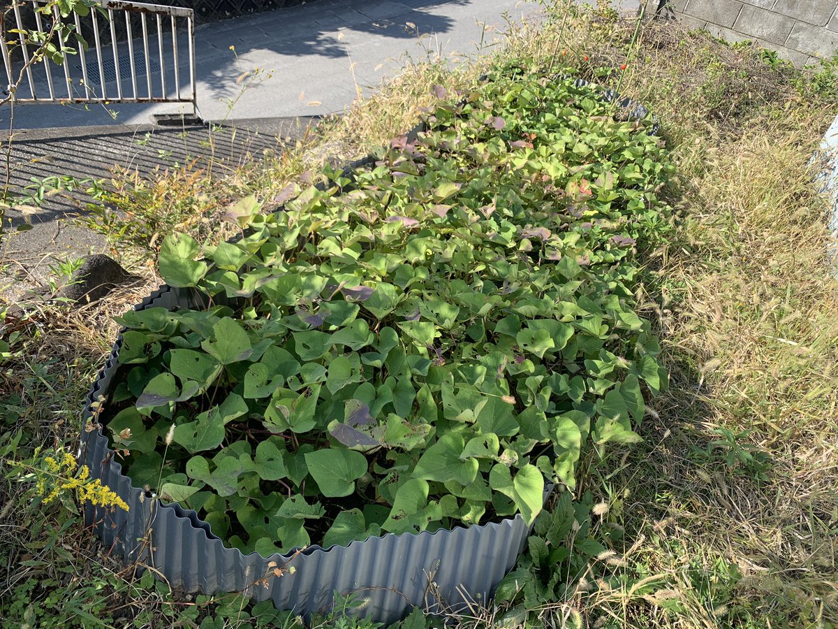 タクロス🍇ブロガーLv.6 tweet media