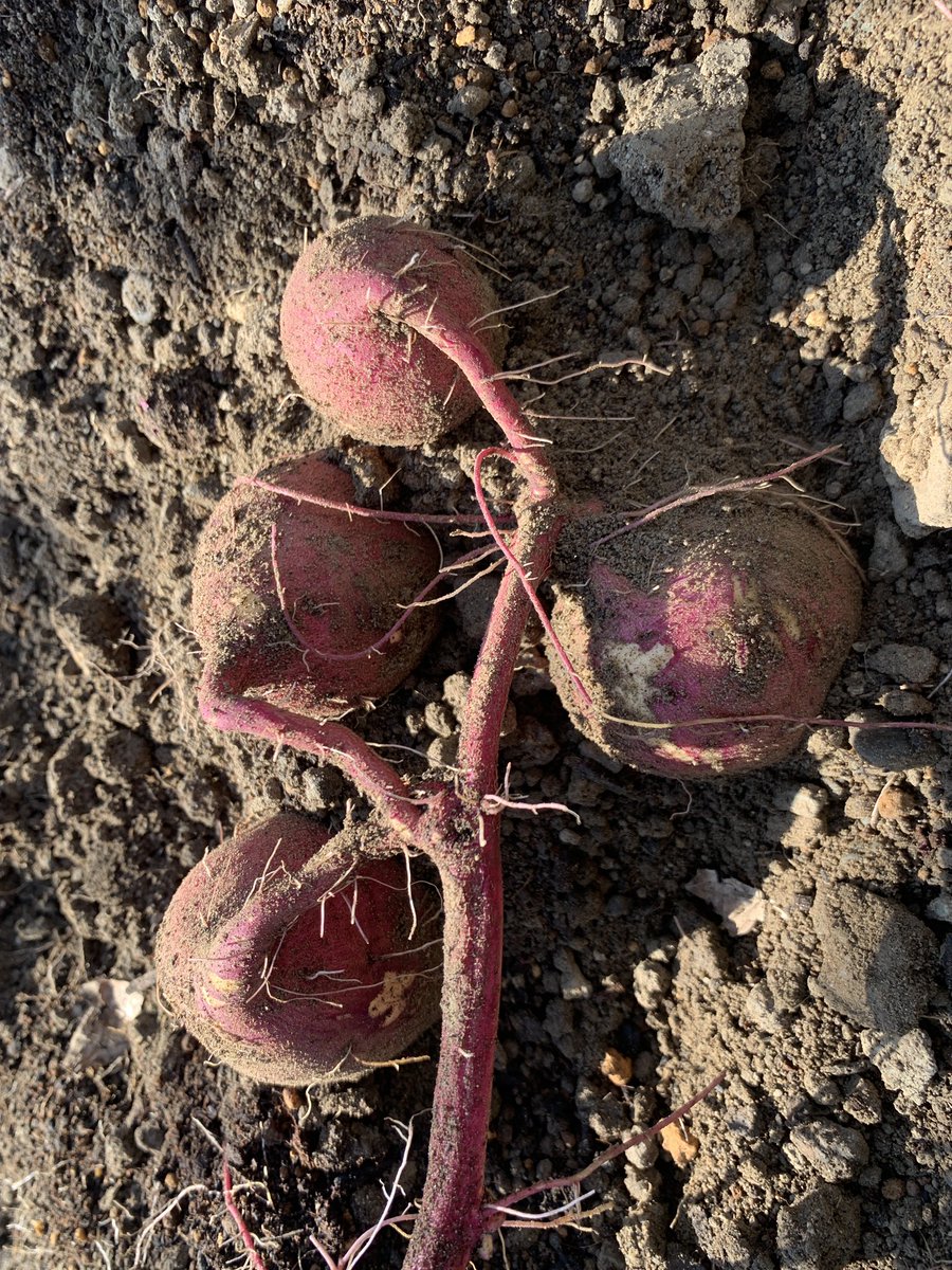 タクロス🍇ブロガーLv.6 tweet media