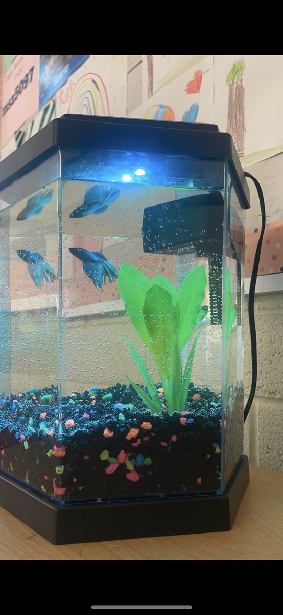 MsGraceGomer's tweet photo. Meet Bubbles the newest student in Room 212 🫧 https://t.co/GtWIYgICXN