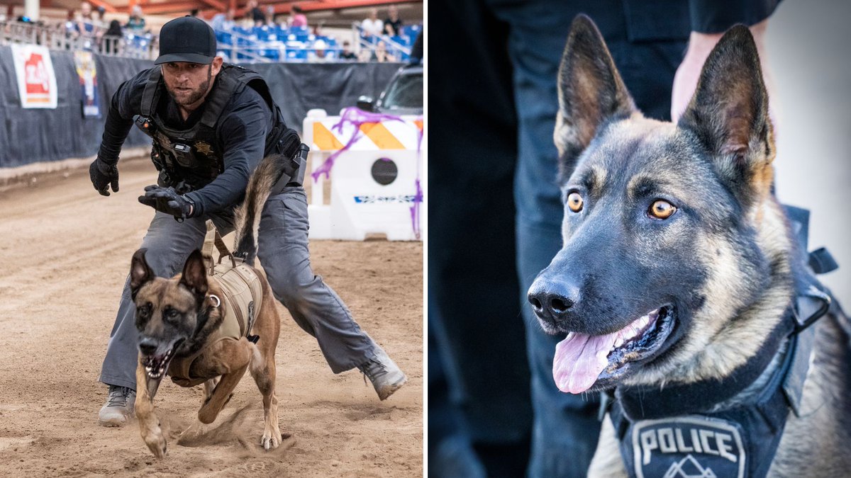 azfamily's tweet photo. Gilbert officer and K-9 win ‘Top Dog’ at Desert Dog Police K-9 competition: https://t.co/NNv05zK1Sj https://t.co/Dh6kwbxH16
