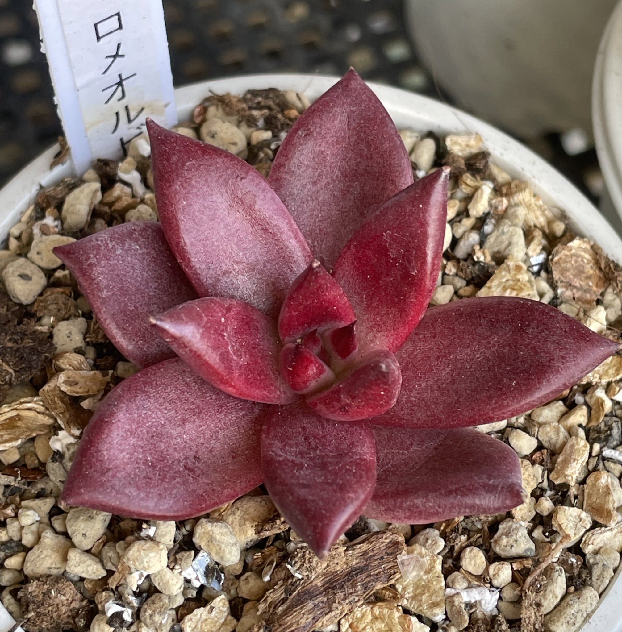 値下げ中♪♪ウォールバー❤️☆寄せ植え☆このまま飾れます☆多肉植物