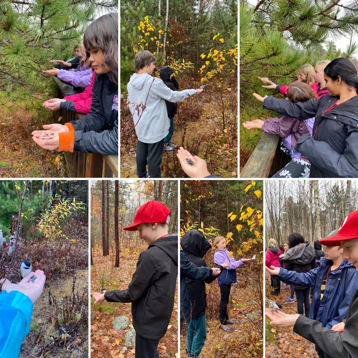 AndreaMacInnes's tweet photo. Highlight of our trip to Laurentian Conservation Area? Chickadees. #arps2024 https://t.co/flcQ3So5jE