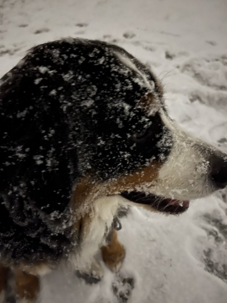 LittleDenene's tweet photo. She was made for this! 
#lovesit #doublecoat #dogsofx #Saskatchewan https://t.co/OXsegoa9IM