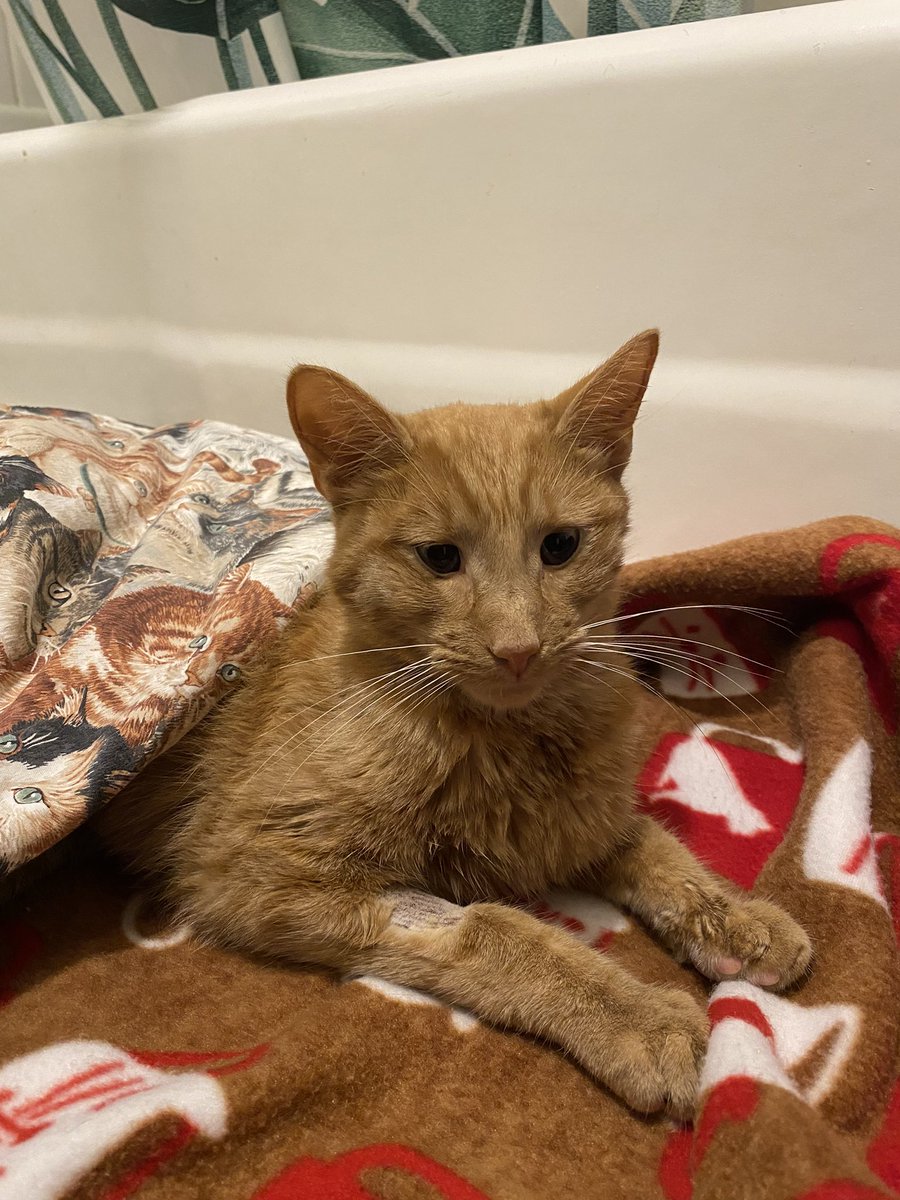 QueenElizabean's tweet photo. This is why I love what I do. Helping animals like noodle who came to us quite literally on the brink of death, to almost 3 weeks post op and thriving. His kidney values went from being so high it was unreadable (over 190) to back within normal range at 31. Go noodle 🎉🎉🎉 https://t.co/iYjBc1rfP7