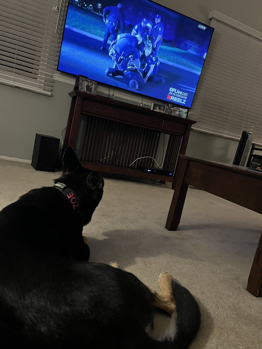 RNSuz3's tweet photo. @OfficialOPLive Zoe loves #OPLive. She has to watch with a ball in her mouth. #OPLIVE. #OPNation #dogsofOnPatrolLive
#K9Zoe #thesearentmypants
#NoValids https://t.co/yFZiwuM7Sd