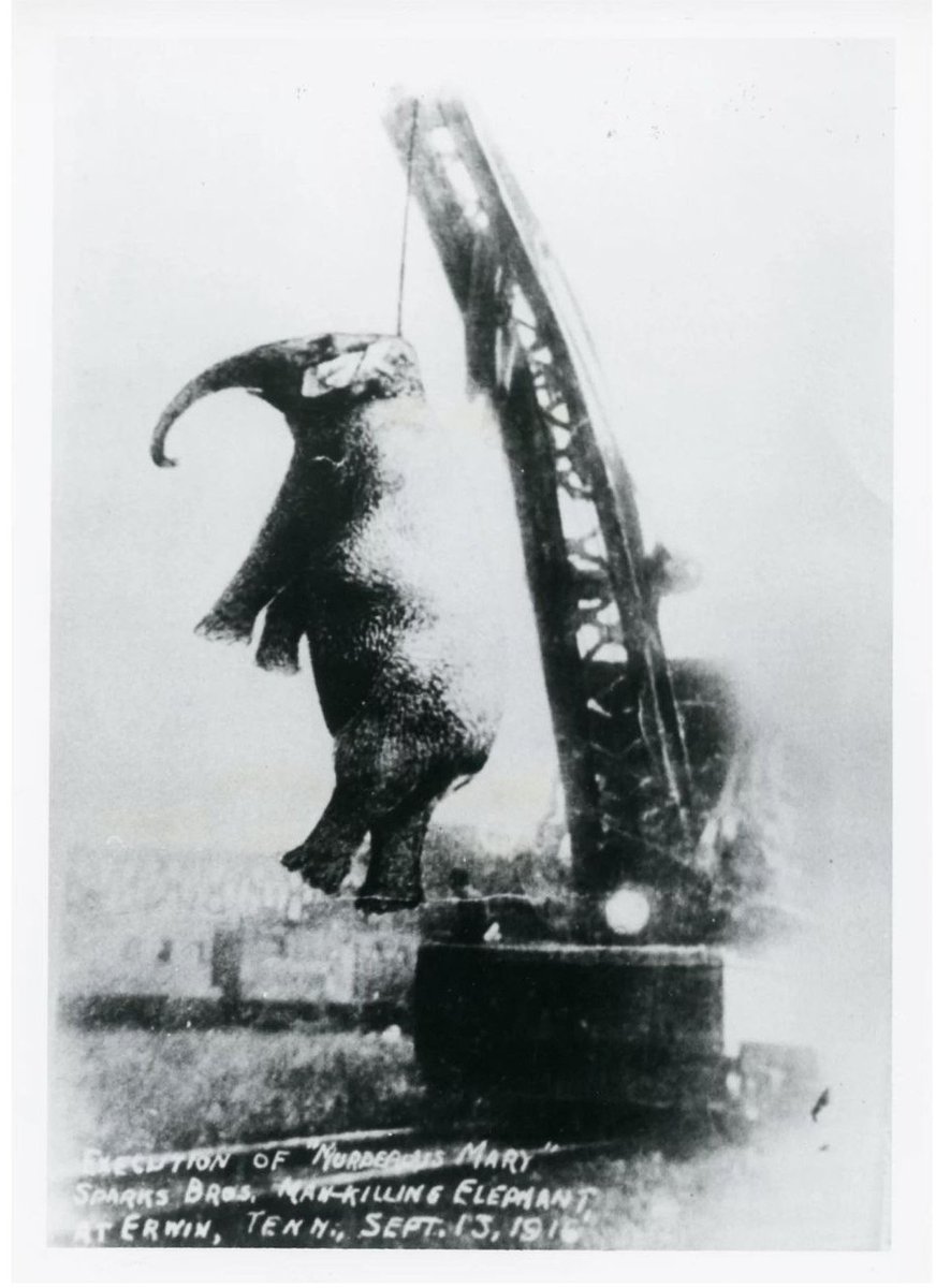 RelatocuriosoK's tweet photo. Mary, la elefante, era una elefante asiática de cinco toneladas que formaba parte del circo Sparks World Famous Shows que viajó por los Estados Unidos a principios del siglo XX.

 El 11 de septiembre de 1916, el circo estaba en Kingsport, Tennessee, donde un hombre llamado Red Eldridge fue contratado como entrenador temporal de elefantes para el espectáculo.  Eldridge tenía fama de ser duro con los animales y, según los informes, maltrataba a Mary con una herramienta afilada llamada bullhook.

 Durante un desfile por la ciudad, Mary se agitó y atacó a Eldridge, aplastándole la cabeza con su trompa y arrojándolo al suelo.  Eldridge murió a causa de sus heridas al día siguiente.

 Los dueños del circo, temiendo por su reputación y la seguridad de los demás elefantes, decidieron ejecutar públicamente a Mary.  Dispusieron una gran grúa para levantar a Mary con una cadena alrededor de su cuello y colgarla de una torre de perforación de ferrocarril en la cercana Erwin, Tennessee.  El ahorcamiento de Mary fue presenciado por una gran multitud de espectadores, entre ellos muchos niños.  El evento generó controversia e indignación, y algunos activistas por los derechos de los animales pidieron boicotear los circos que utilizaban animales.