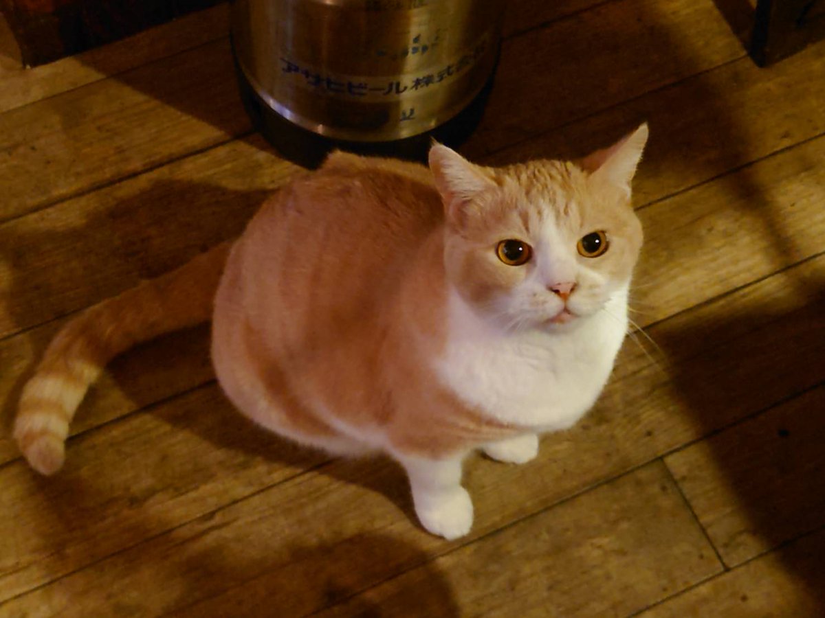 Cat_Bar_Akanasu's tweet photo. 右上からノンチャン　チーチャン　タビチャン　マコチャン赤茄子を僕たちと一緒に引き継ぐ人はいませんか♥儲からないけど　食べて行くには充分です、結構　肉体労働ですが♥全てバイトも什器も置いて行きます♥お金は相談に乗ります https://t.co/R7Mx3z5zbh