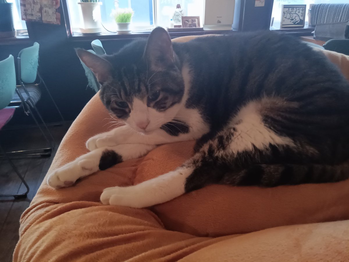 Cat_Bar_Akanasu's tweet photo. 右上からノンチャン　チーチャン　タビチャン　マコチャン赤茄子を僕たちと一緒に引き継ぐ人はいませんか♥儲からないけど　食べて行くには充分です、結構　肉体労働ですが♥全てバイトも什器も置いて行きます♥お金は相談に乗ります https://t.co/R7Mx3z5zbh
