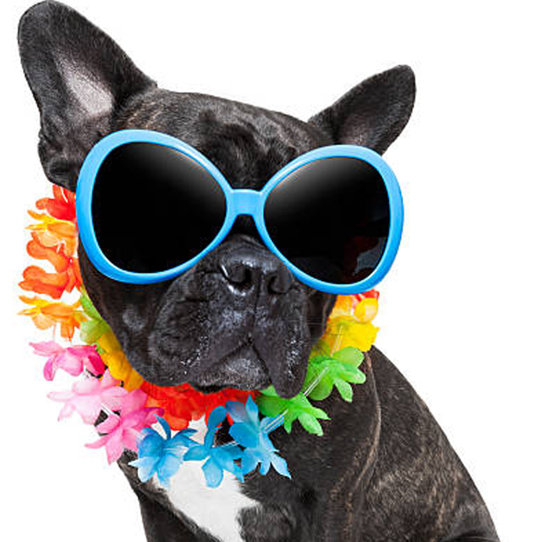 usa_pug's tweet photo. My dog's only flaw is not living forever.
#pug #dog #puglover #puglife https://t.co/iLdB27ziv0