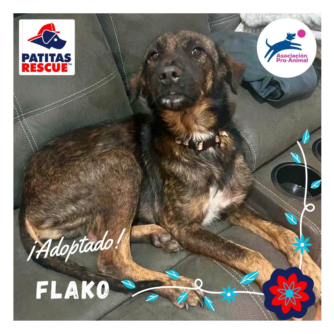 #SoyProAnimalGt

Flako fue rescatado en condiciones muy tristes y unos ángeles abrieron la puerta de su 🏠 y apadrinaron su tratamiento, y brindaron apoyo con la esterilización. 
Ahora Flaco tiene su #ViernesDeFinalesFelices, fué adoptado😍

#PatitasRrscue
#Retalhuleu
#Gustemala