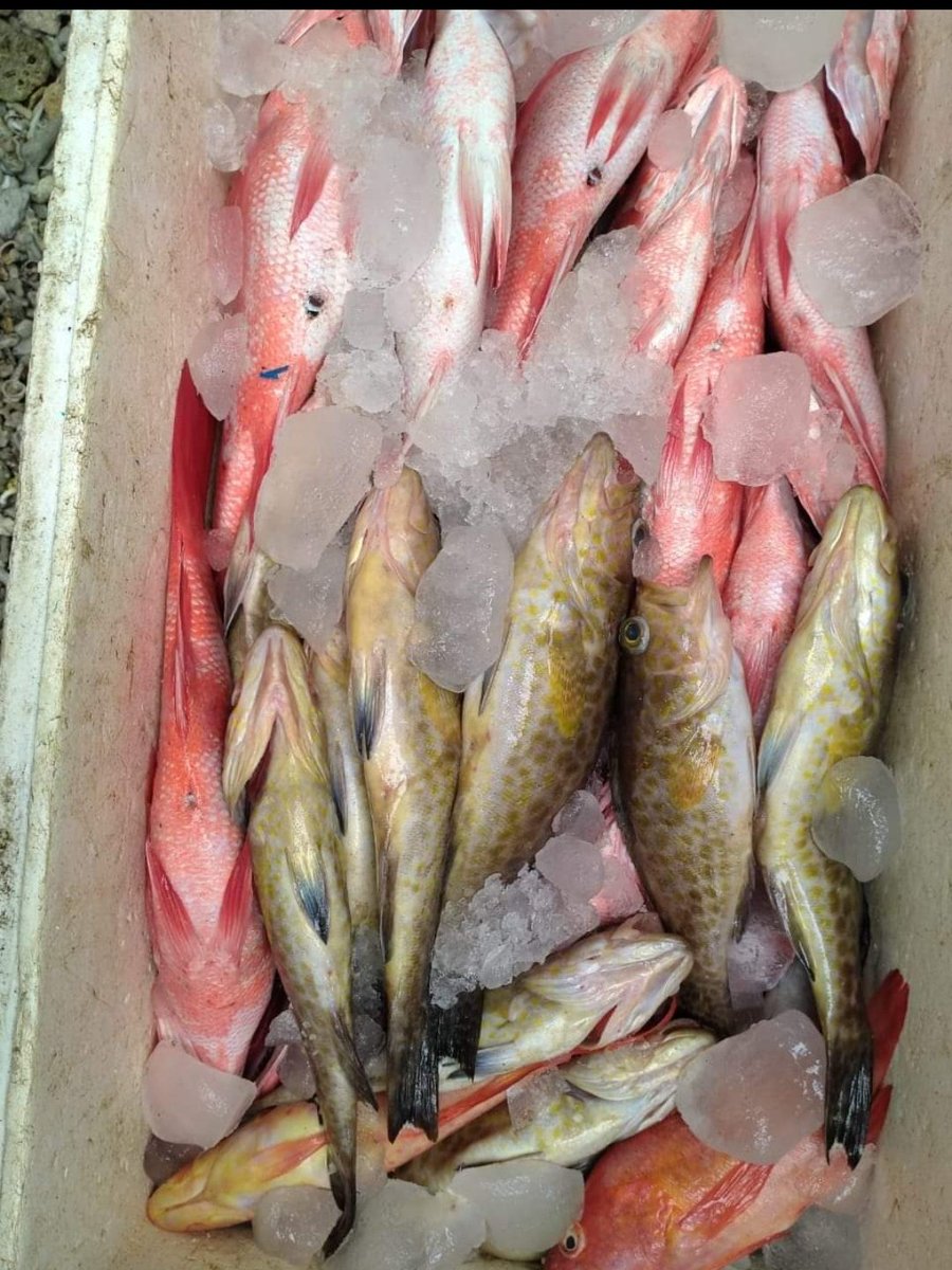 PiSunarsi's tweet photo. Jumat, 27/10/23. Sunarsi Ibrahim. Luhkan Kabupaten Halmahera Selatan, hasil tangkap bapak Basri KUB sabar jaya, ikan dasar campur sebanyak 65 kg, dengan harga jual Rp. 30.000 s/d Rp. 45.000 /Kg.
#GiatLuhkanSatminkalAmbon 
@BP3_Ambon 
#Luhlapor 
#Tangkap https://t.co/f11h8I2NJE