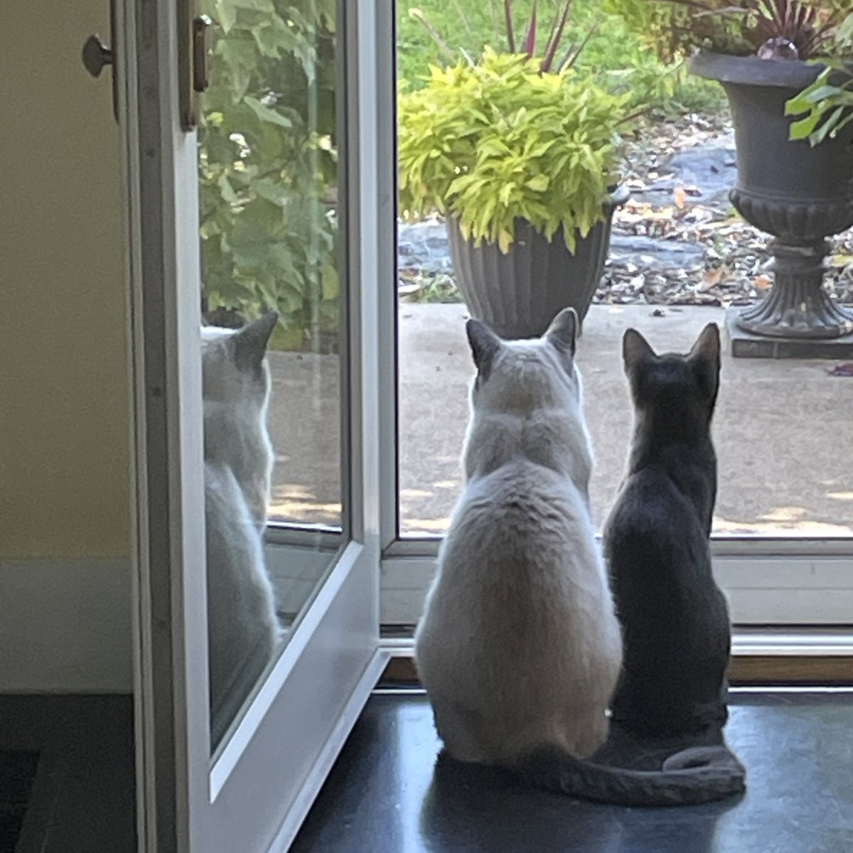 Kitty Shea tweet media