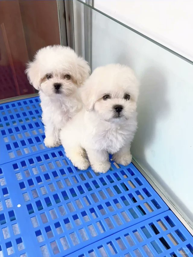 小さいやつは早く大きくなりますように。