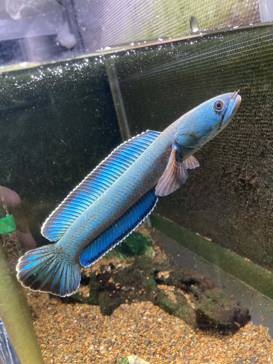 ☆希少☆オーナメント　さかな　いぬ　ねこ　クジャク　イモムシ　ハワイ 楽天市場】【TST 釣り人 ハコフグ ぬいぐるみ】魚 さかな ぬいぐるみ