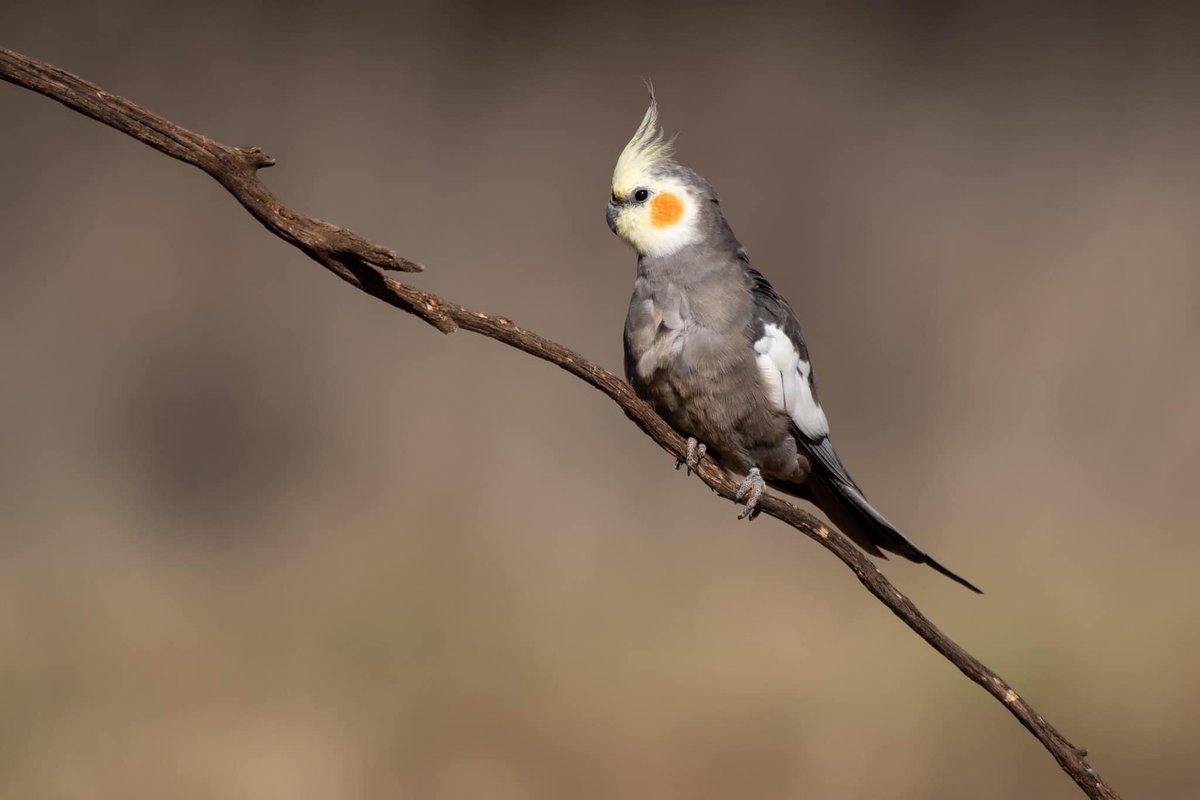 SigdenC's tweet photo. Wild cockatiel in a windy spot for a portrait near Lake Cargelligo #WildOz https://t.co/rnW5LMDaxo