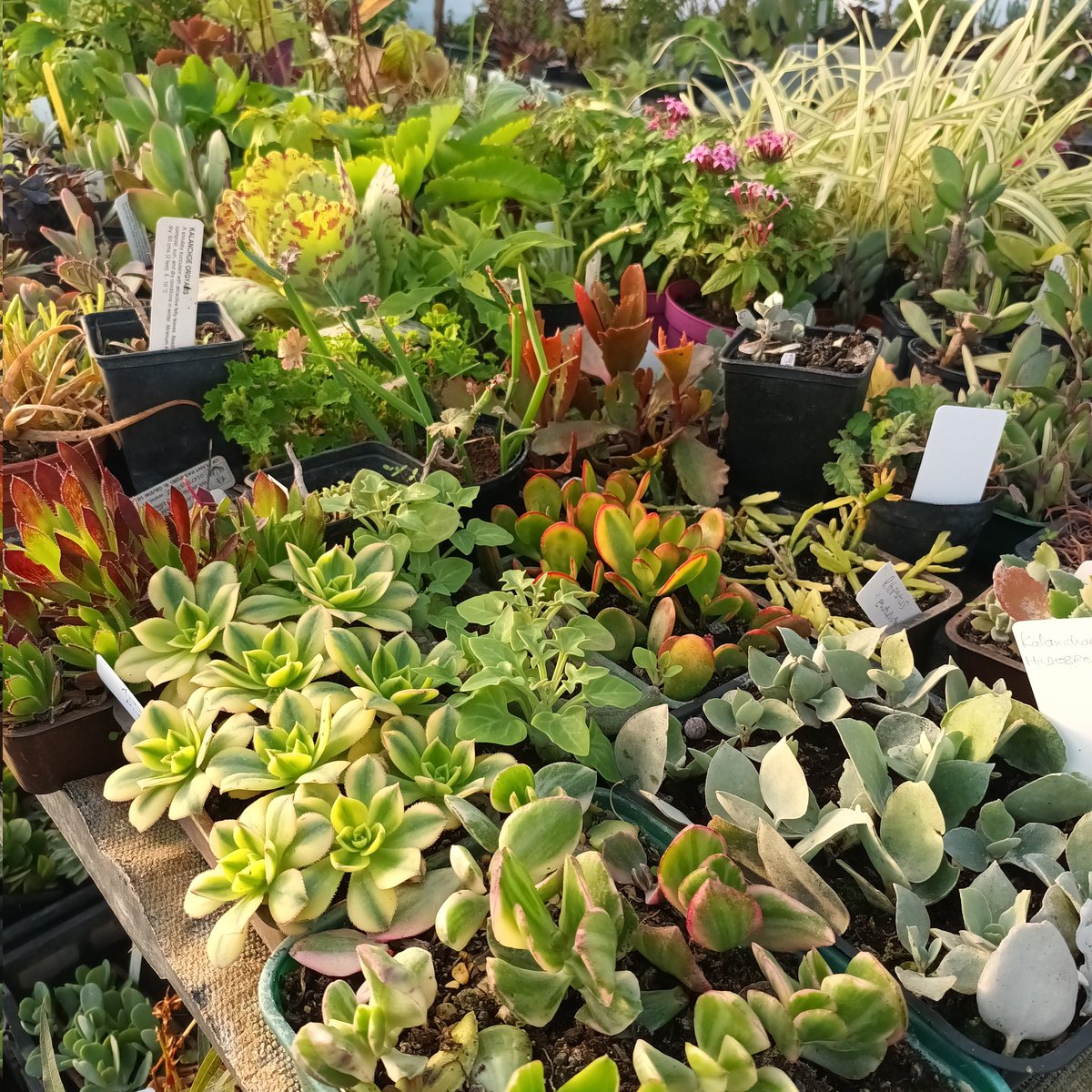 Just a few succulents I've been propagating for next year. Our new polytunnel is up so all I have to do now is fill it up 🙂
#succulents #plantnursery #propagatingplants #mailorderplants