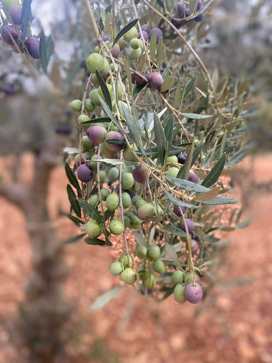 Mt_Briscoe's tweet photo. I’m missing my olive groves! Images of harvest process by one producer they till ground , lay the nets then hand pick the olives and the harvest is milled that day.
#mountbriscieorganicfarm
#istra #croatiatravel #loveexploring #GreatFoodGreatTimes #foodtourism
#Farming #olives https://t.co/s7AQUE3a10