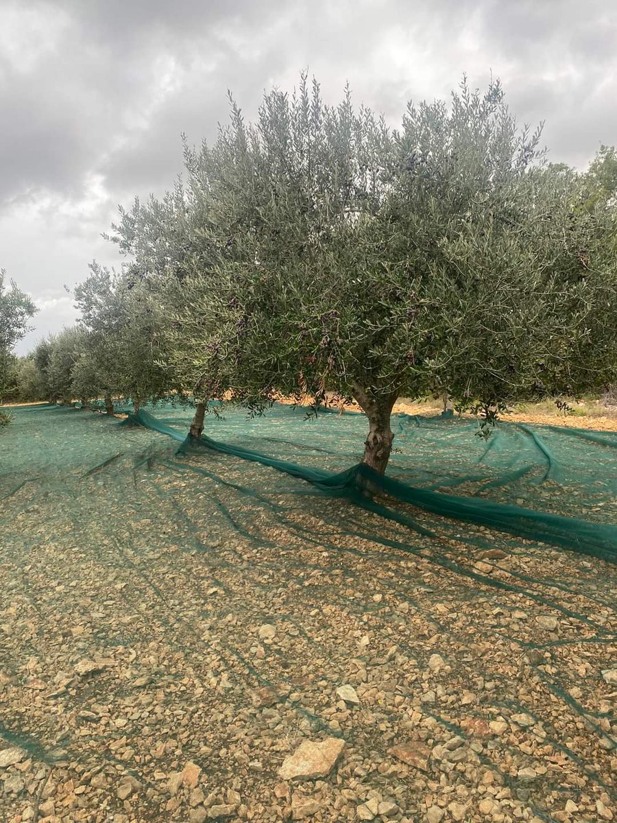 Mt_Briscoe's tweet photo. I’m missing my olive groves! Images of harvest process by one producer they till ground , lay the nets then hand pick the olives and the harvest is milled that day.
#mountbriscieorganicfarm
#istra #croatiatravel #loveexploring #GreatFoodGreatTimes #foodtourism
#Farming #olives https://t.co/s7AQUE3a10