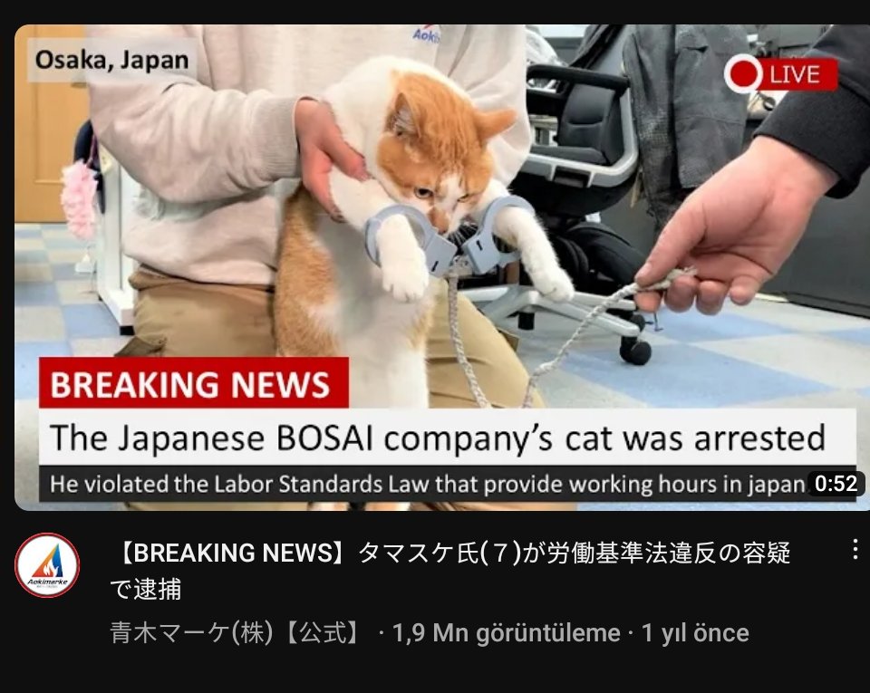 based__neko's tweet photo. NOOOOO, NOT THE CAT :((( https://t.co/dY2vuMJa9z