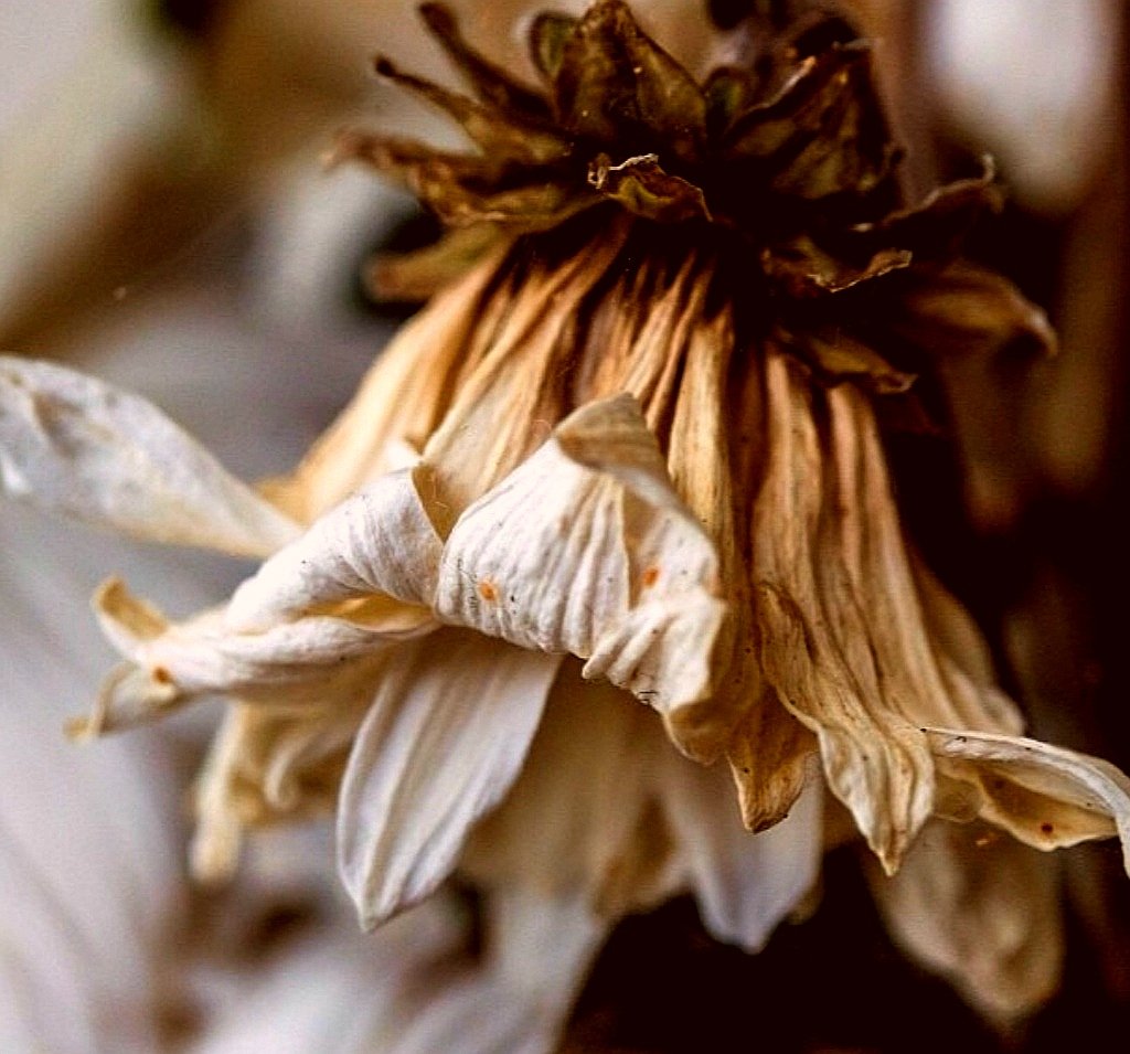 barely time to feel
the change
beauty withers
paradise side fades
immortality's dream ends
ten tears of the flower
holding memories of time
close to the ground

#vss365 #wither