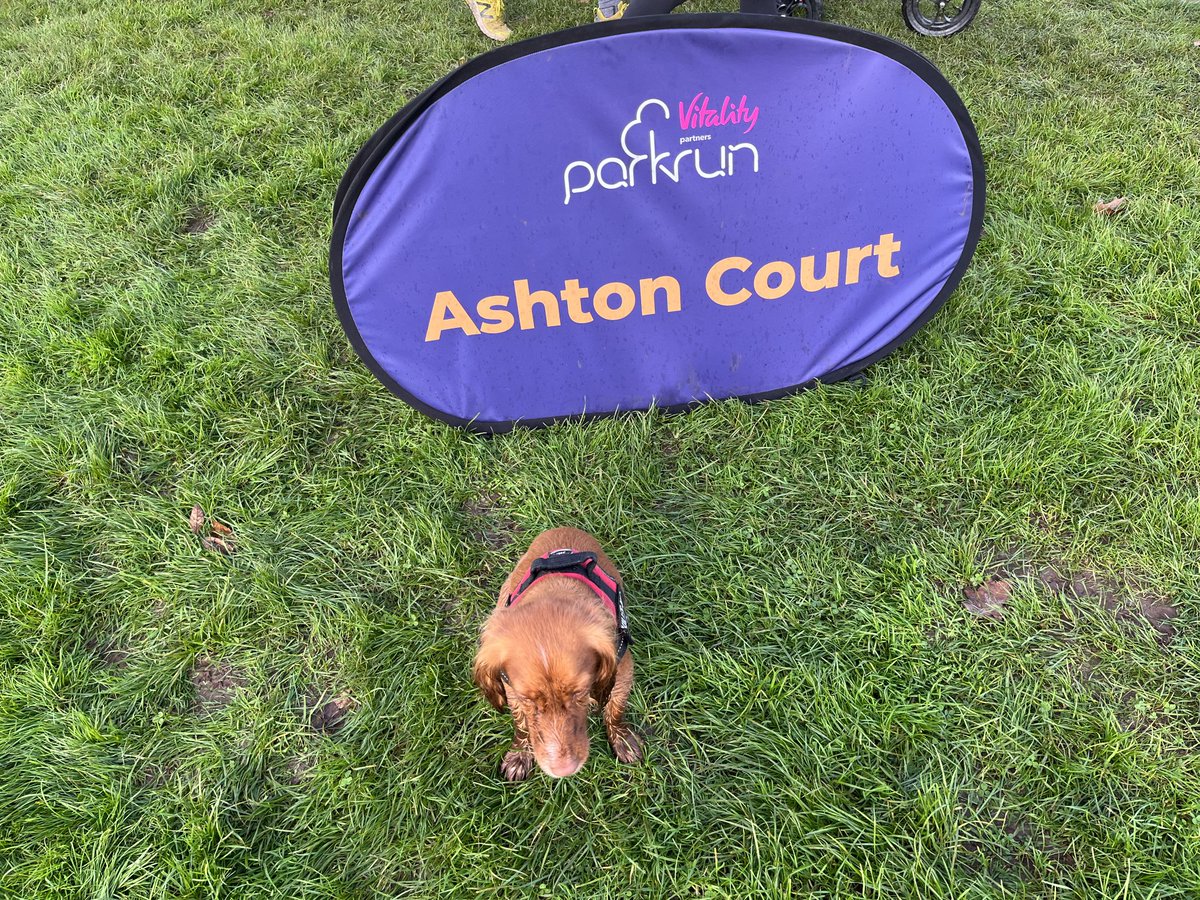 john_gleave's tweet image. Saturday morning ⁦@parkrunUK⁩ ⁦@ashtonctparkrun⁩ ⁦⁦@Ashton_Court_⁩ for 2 and 4 legs #runningdogs
