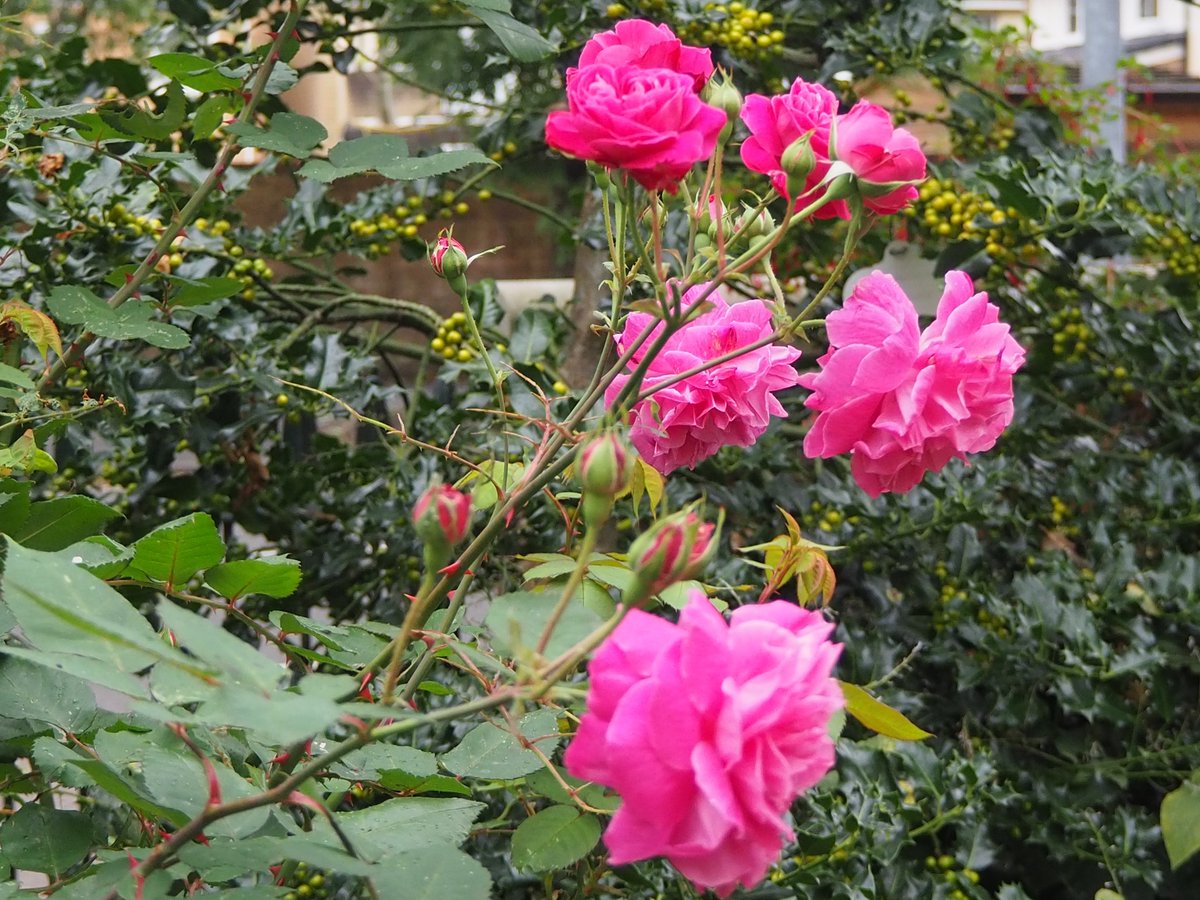 'When she came downstairs she went into the old familiar garden and gathered a nosegay of the last lingering autumn flowers—a few roses and the like.' Ruth, 1853 #Garden #Manchester #Roses #Autumn