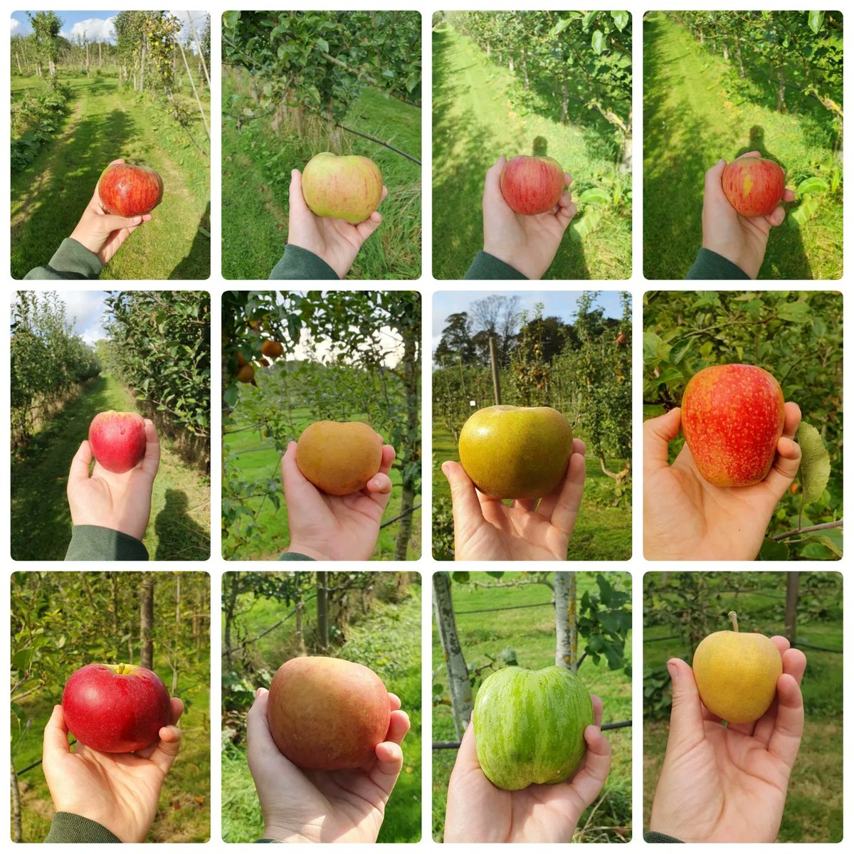 People seemed to like the pear collage. So thought I'd add these.

These are 31 of our 153 varieties of apples. I had plans to take a photo of every single one, but it's hard to keep on top of thst in the height of the season. I'll try again next year.