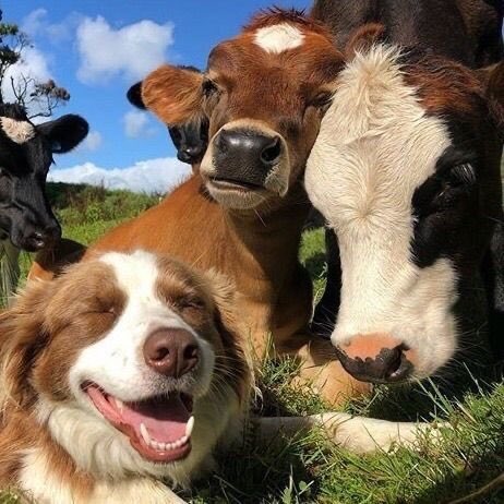 twaniimals's tweet photo. Friends https://t.co/eOPFKU4dIK