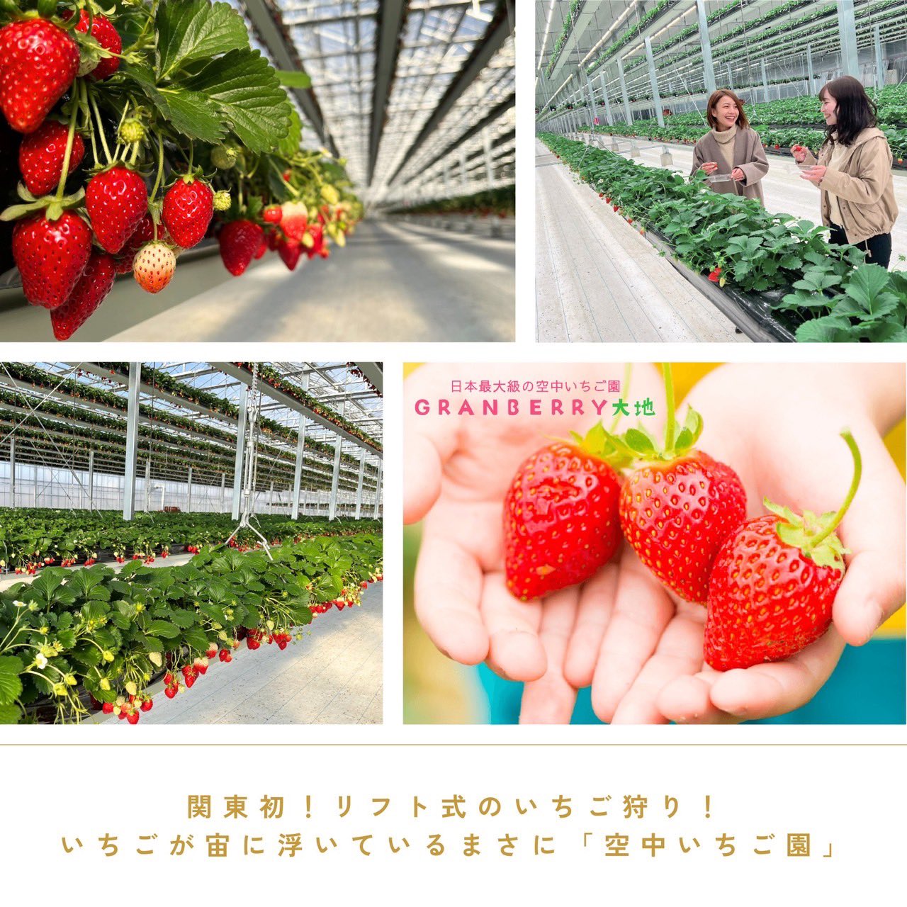 大地の子〈6枚組〉 楽天市場】栃木県産とちおとめ 苺アイス 6個セット（EG-T6