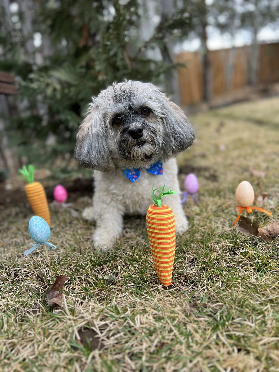 Olaf_LittleMan's tweet photo. Happy Friyay!! Hope everyone’s day was great!Here is October Countdown for Thursday and Today!
Throwback to Easter 2023! I do have to say I’m looking like a handsome boy and happy that the Easter bunny left me lots of treats!🤗🐶😍🐰#October26th #October27th #OctoberCountdown https://t.co/bREOBfLxrY