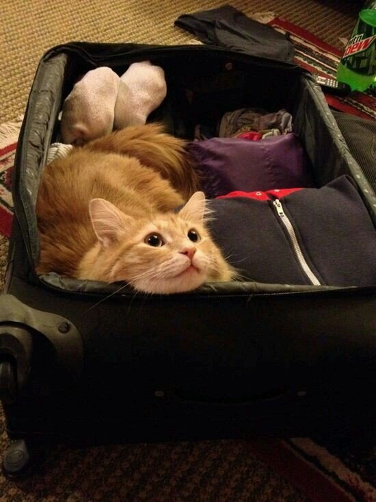 nocontextscats's tweet photo. "Pack only important thing"
Me: https://t.co/6Cru2HXSWi