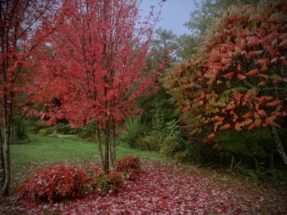 EdenVivace's tweet photo. The garden full of Autumn colour… https://t.co/7RL5ybFUXJ