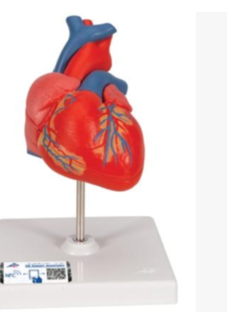 blueeyedboy88's tweet photo. Preparat anatomiczny serca po lewej, które kiedyś biło. Po prawej preparaty anatomiczne z technikum lekarskiego z plastiku. Jedynie 5400 miesiąc. Uczelnia zapewne  prosi o pieniądze z góry za semestr bo ławek nie mają do siedzenia, rzutników w sumie też. Ciała też można oddać. https://t.co/9ERD3AGLgJ