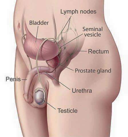 REMEDY APPROACH FOR S€XUAL WEAKNESS

S€XUAL Weakness is Inability to have or maintain an Erection for S€XUAL activities

Some Causes ...

LONG TIME And Consistency Masturbation can cause your penis not to erect