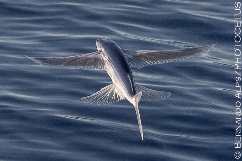Bernardo_Alps's tweet photo. We saw our first flying fish yesterday. Also, tons of By-the-wind Sailors. And we had our first "Hawaiian" sunset. It was just a fabulous day. #hiceas #hiceas2023 #lasker #noaa #ship #noaashipreubenlasker #survey #yeafish #fish #flyingfish #pacificocean #pacific #pelagic https://t.co/OGGqjiiySn