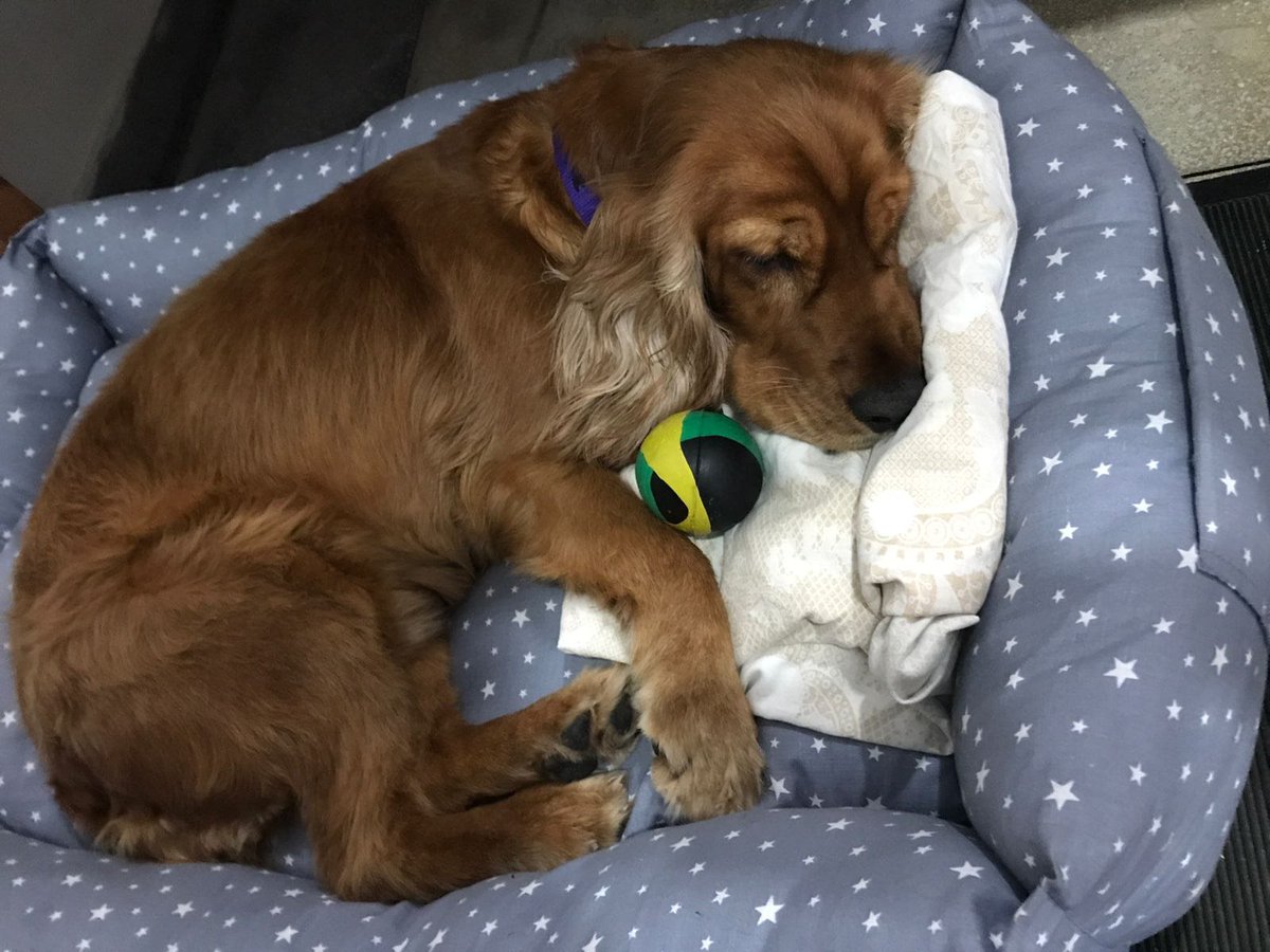 💞 REHOMED

We all need a sprinkling of good news, so here's a ToF success story! 

Rescued from a puppy mill, Melody was adopted, returned back to us, and has now finally found the forever family she deserves🙌🏾

This is why we do what we do🧡 

#AnimalRescue #lka #AdoptDontShop