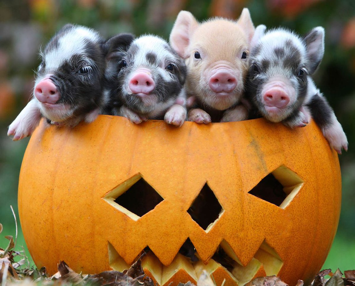 DevonTopDaysOut's tweet image. Still looking for a day out with the kids this half term in Devon? Explore over 25 awesome things to do! 🎃 #Devon #OctoberFun  buff.ly/3LIHXMt Pic at Pennywell farm