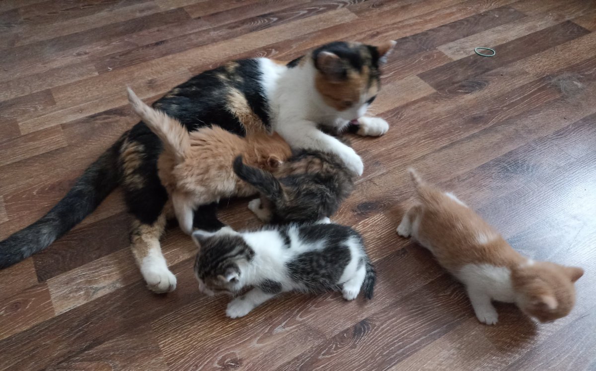 Доброе утро! У нас опять детский сад!