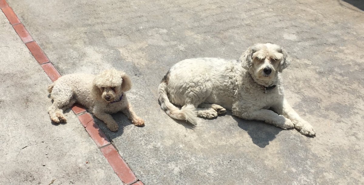 MikaHueso's tweet photo. @ile0719 Pelusita y pelusota 🥺🥺🌈🌈 https://t.co/EgK8qmBjLK