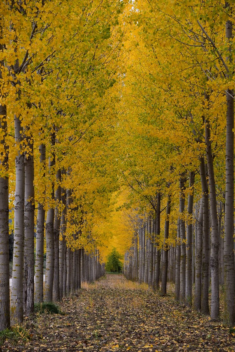 Tractorista de Castilla 🚜💨 tweet media