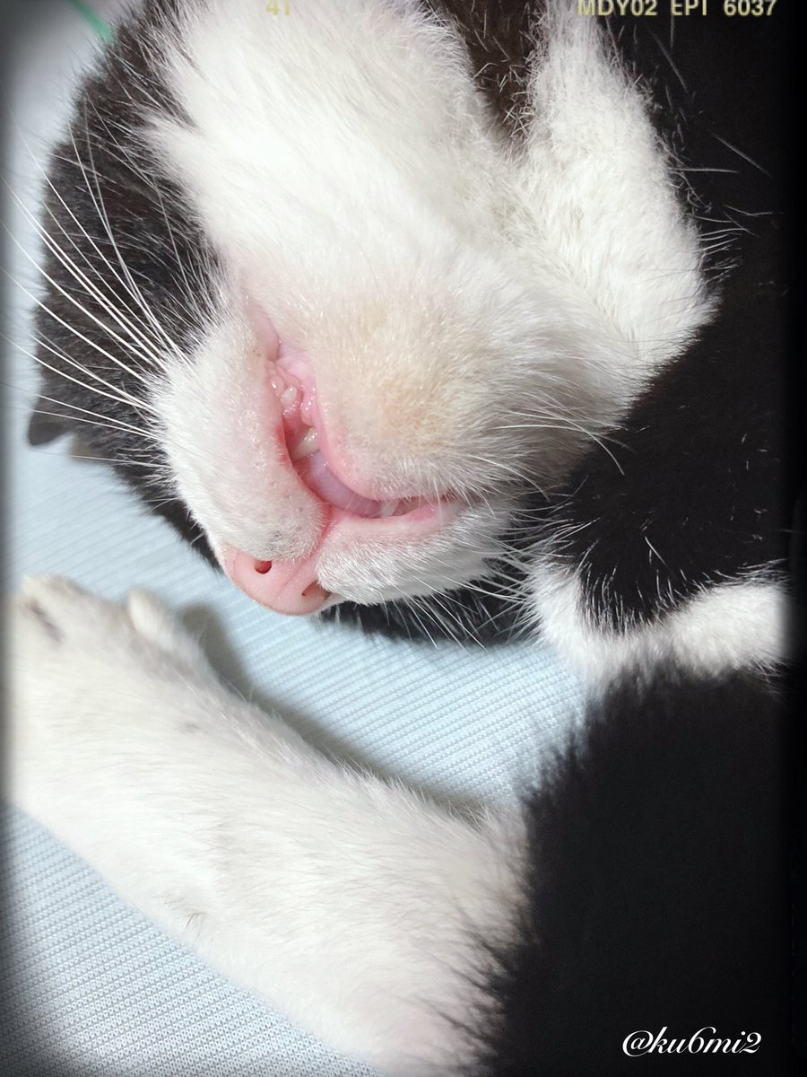 ku6mi2's tweet photo. 今日のウチのニャンコちゃん。

朝からはしゃぎ過ぎてラグにゲロった所為かいつになく大人しい。
でもイビキの音は中々なものである。 https://t.co/F5eZYzdMWI