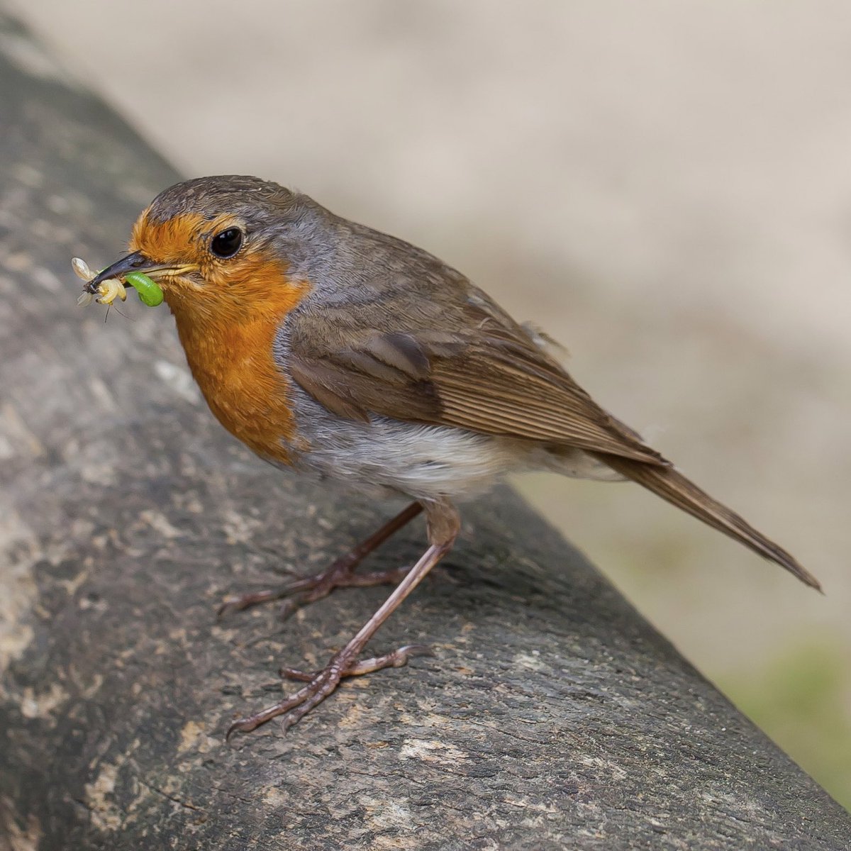 Quan canta el rupit, no tinguis flassada al llit.

#refranys #ditespopulars
ca.wikiquote.org/wiki/Pit-roig