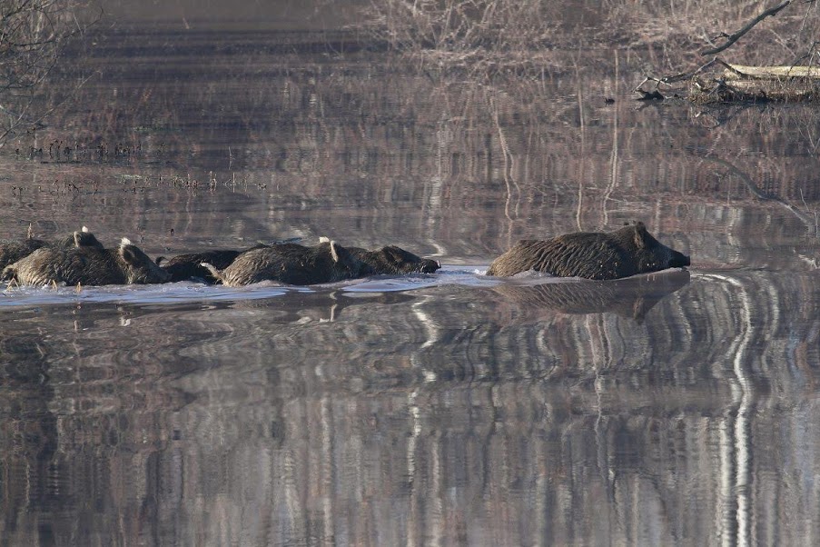 albicilla66's tweet photo. #WhiteTailedEagle, the 4th largest eagle in the 🌍, is one of the icons of winter in #Belgrade 🇷🇸 The city has 15+ breeding pairs, or 60+ wintering birds. To find them, #gobirding #BaraReva - Čapljin ➡️https://t.co/fhOj1AsFUn or #Beljarica Levee ➡️https://t.co/HWRN8UjHW1
#birding https://t.co/MI4CxfVr5W