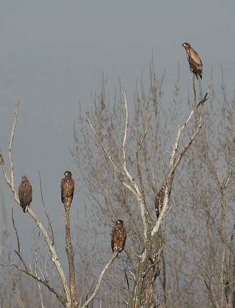 albicilla66's tweet photo. #WhiteTailedEagle, the 4th largest eagle in the 🌍, is one of the icons of winter in #Belgrade 🇷🇸 The city has 15+ breeding pairs, or 60+ wintering birds. To find them, #gobirding #BaraReva - Čapljin ➡️https://t.co/fhOj1AsFUn or #Beljarica Levee ➡️https://t.co/HWRN8UjHW1
#birding https://t.co/MI4CxfVr5W