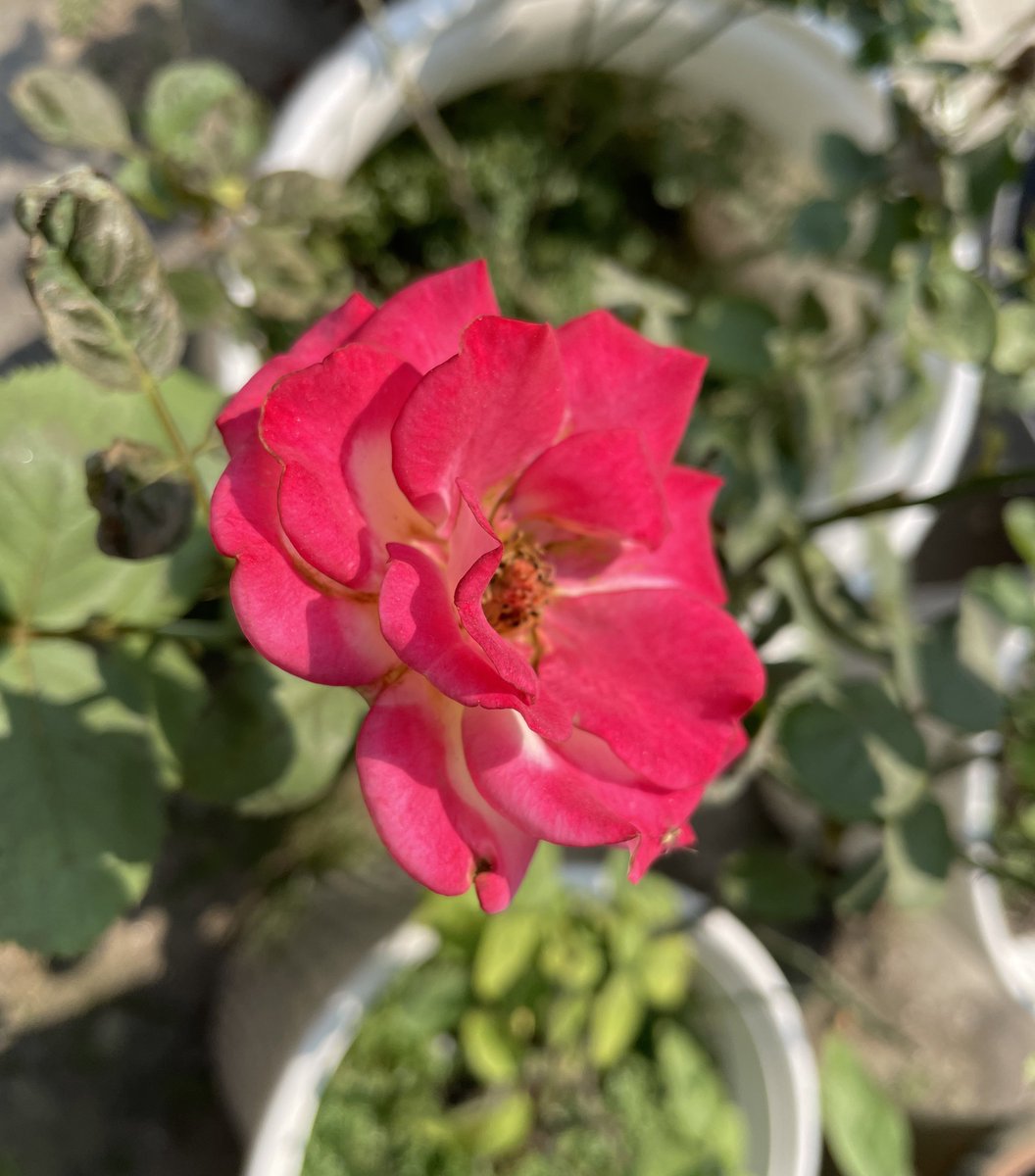 CanisPariah's tweet photo. Work 70 hours a week. Be disciplined. Stick to ur boss. Follow d ethics of work culture. Work hard. Party less. Make ur dream come true. 

Or.. live in a fantasy world &amp; grow roses 

Rosa ‘Dream Come True’

#RoseTwitter #RoseX #GardeningTwitter #GardeningX #HybridTea/#Grandiflora https://t.co/PJfYHon49F