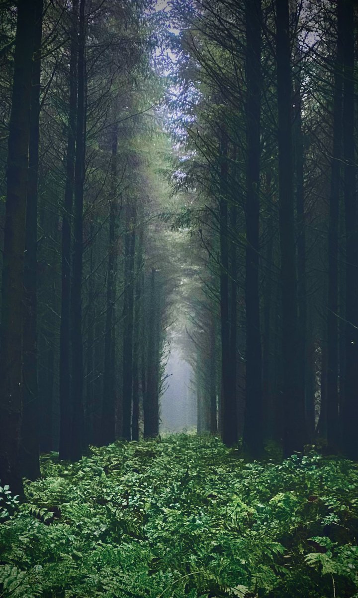 Bore da…dyma’r lle i fôd ar noson Calan Gaea’ mwahahahaha..
mwynhewch eich penwythnos😃🩶💚

Bore da…this is the place to be for HALLoween mwahahahah..
enjoy your weekend😃🩶💚
<a href="/StormHour/">#StormHour</a> <a href="/ThePhotoHour/">#ThePhotoHour</a> 
#Halloween